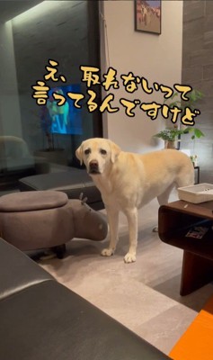 おもちゃを取ってほしそうなきぬちゃん5