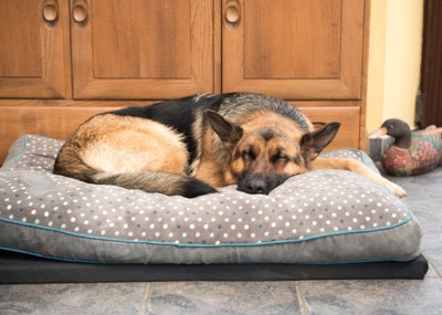 ベッドで眠る大型犬
