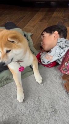 男の子がいる方向とは別の方を向く犬