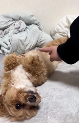 撫でてほしいマルくん