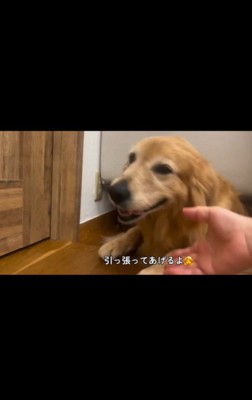 雷が怖いハルちゃん、お父さんが帰宅したら…8