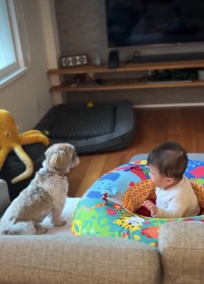 赤ちゃんを見守る犬