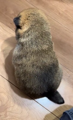 真ん丸な赤ちゃん犬