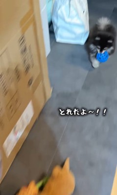 頑張って取ってきました!