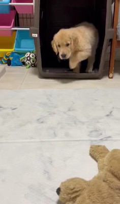 ゴールデンレトリバーのパピーさん