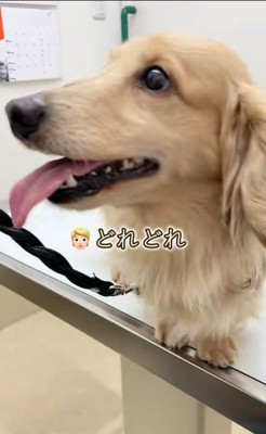 さらお君を病院に連れて行ったら7