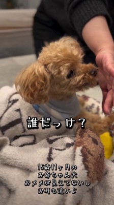 女性の手のにおいを嗅いで固まる犬