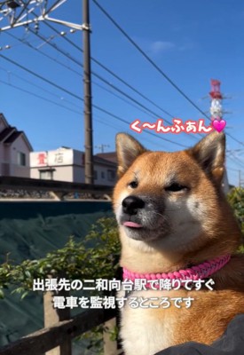 舌が出るくうちゃん