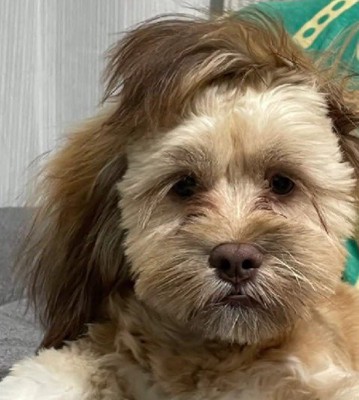 長い耳がひっくり返ったり…