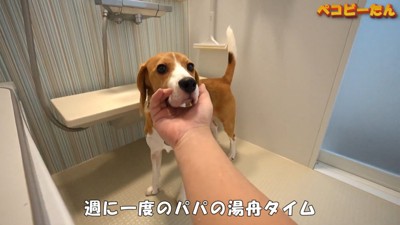 パパさんの長風呂を妨害するペコちゃん10