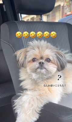 こんぶちゃんにパパとママを好きか聞いたら8