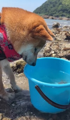 バケツの中を見つめる犬