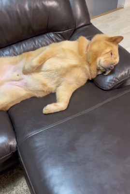 ぽぽ太くんの寝姿2