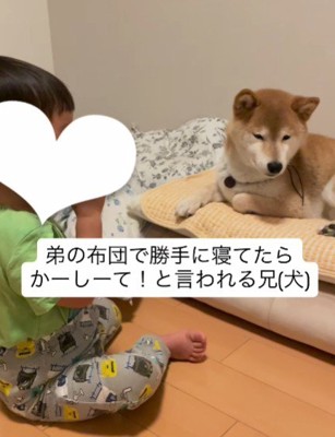 布団で寝る大吉くん