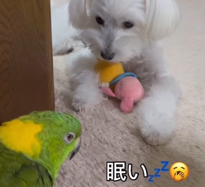 のんちゃんは眠い…