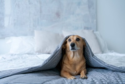 布団をかぶって不安そうな犬