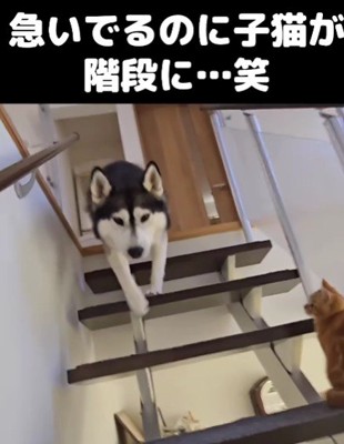 道を譲ってあげた