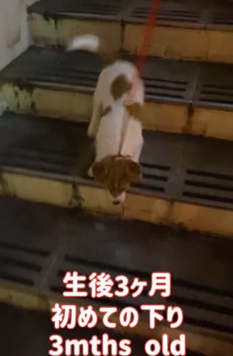 階段を下りる子犬