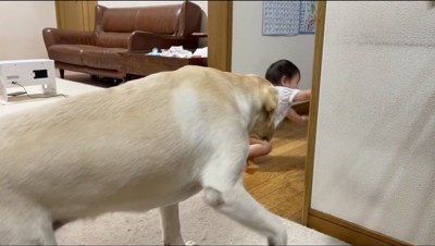 キッチンに向かう赤ちゃんの後を追うクリーム色の犬