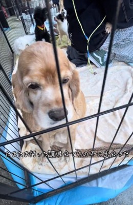 譲渡会で出会った茶子ちゃん