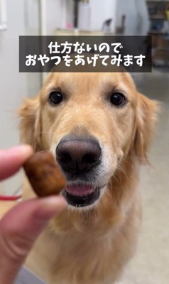 病院が大好きなマーシャル君8