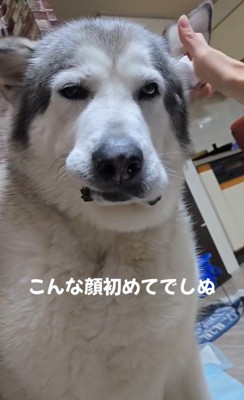 耳掃除中のアランちゃん