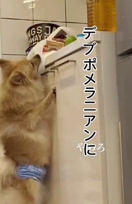 愛されて体重12キロ