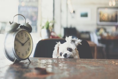 時計をみる犬