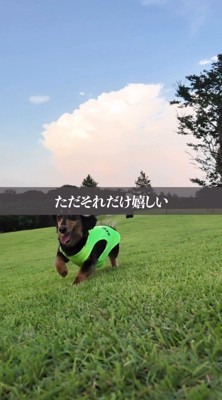 草の上を走り回る犬