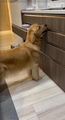 引き出しに下顎を引っかける犬