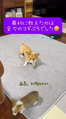 成犬から離れていく子犬