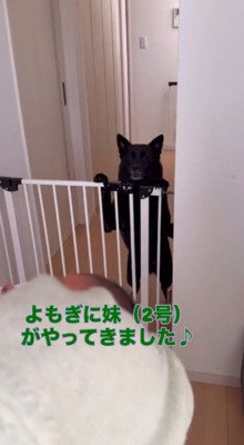 柵に前足をかけて女性を見つめる犬