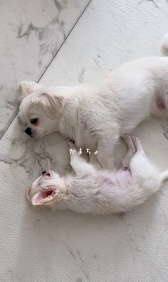 ぽてと君とお兄ちゃん犬3