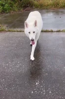 駆け寄るルーカスくん