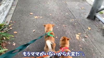 パパが公園に連れてき…