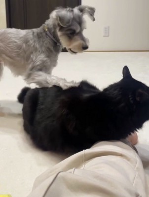 猫の背中に前足を乗せる犬