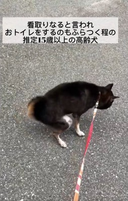ふらつく鶴ちゃん