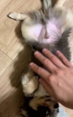 撫でる手が止まらない♡