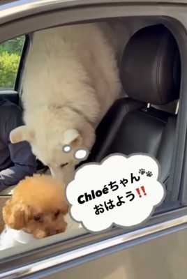 大型犬と小犬