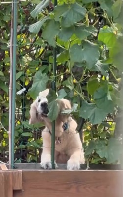 もう1つのきゅうりを食べる大型犬