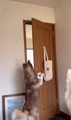 ドアを開けるシンプソンちゃん2