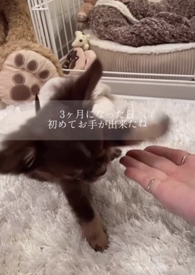 手のひらにお手をする犬