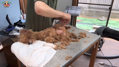 リラックスしてウトウト…♪