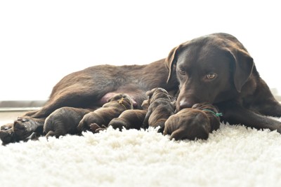 授乳をするラブラドールレトリバーの親子