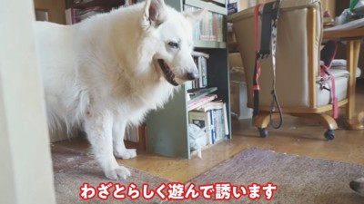 ラッキーちゃんを預かった時のBJ くん5