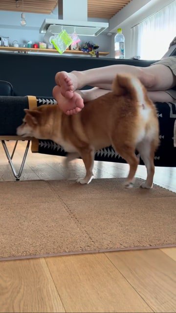 飼い主さんの足で背中をセルフマッサージする犬