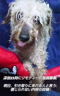 飼育放棄されたトイプードル