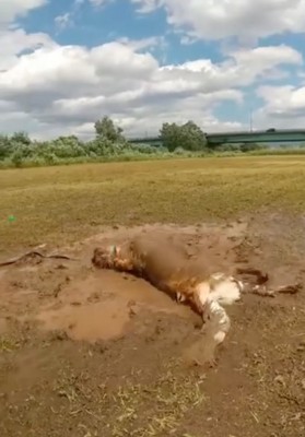 泥の中を転がる大型犬2