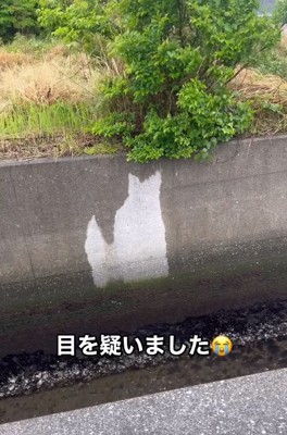 目を疑った投稿主さん