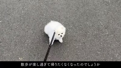 帰宅拒否するマヨちゃん2